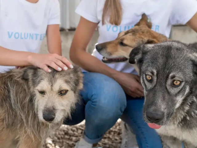 How Apeksh Trust Provides Lifesaving Animal Support Services