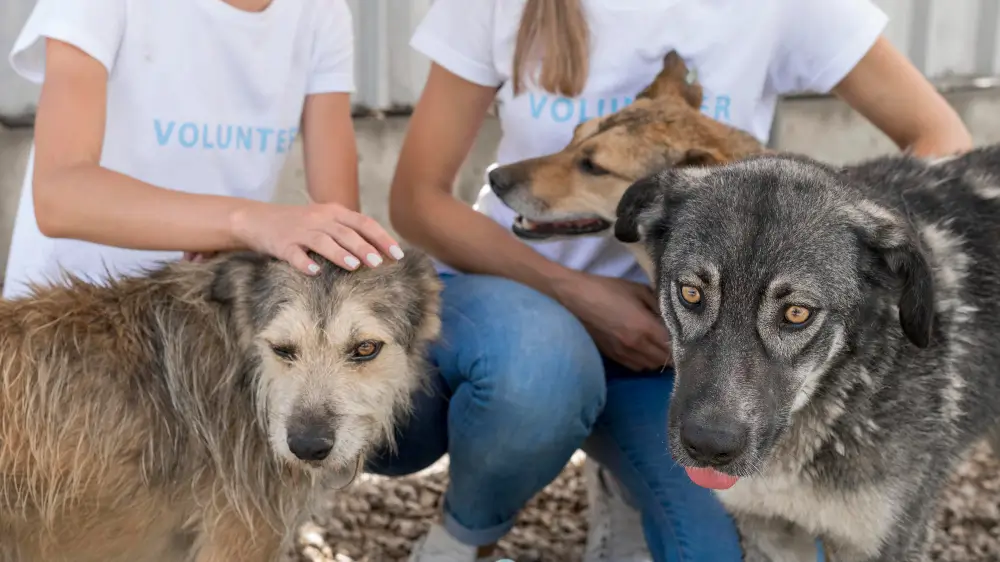 How Apeksh Trust Provides Lifesaving Animal Support Services